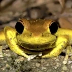 A yellow tree frog in Australia