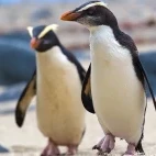 A pair of Fiordland crested penguins in New Zealand.