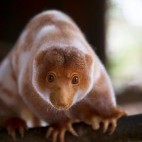 Common spotted cuscus in Papua New Guinea.