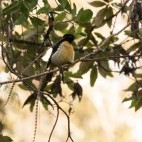 King-of-Saxony bird of paradise in Papua New Guinea.