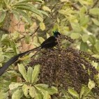 Ribbon-tailed asrapia bird of paradise in Papua New Guinea.