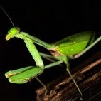 Stick insect in Papua New Guinea.