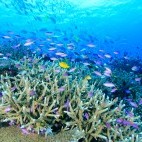Reef scene in Papua New Guinea.