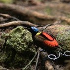 Wilson's bird of paradise in Papua New Guinea