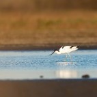 Pied avocet