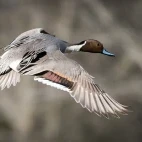 Pintail
