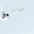 An Antarctic tern in flight, in Antarctica.