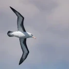 Black-browed albatross in Antarctica.