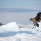 Brown skua in Antarctica.