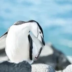 A chinstrap penguin in Antarctica.