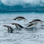 Gentoo penguins porpoising in Antarctica.