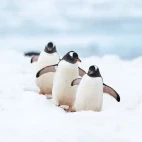 A trio of gentoo penguins walking, in Antarctica.