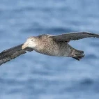 A giant petrel in Antactica.