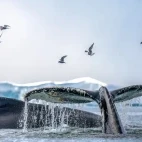 Humpback whale with tail fluke, in Antarctica.
