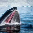 A humpback whale in Antarctica.