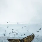 A humpback whale tail, in Antarctica.