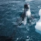 Leopard seal in Antarctica.