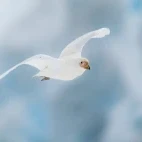 A snowy sheathbill in Antarctica.