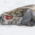 A weddell seal in Antarctica.