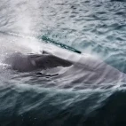 An Antarctic minke whale surfacing.