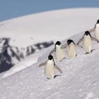 Adelie penguins coming down a hill in Antarctica.