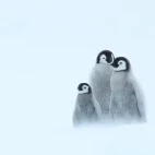Group of emperor chicks huddling together, in Antarctica.