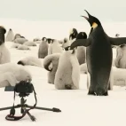 Camera remotely in position by a colony of emperor penguins.