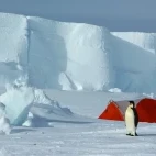 Penguin walking through a camping site.