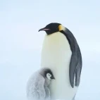 Penguin and chick in a snow blizzard.