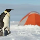 Emperor with chicks near the camp site.