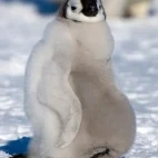 Emperor penguin chick.