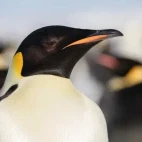 Close-up of the iconic emperor penguin.