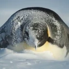 Emperor penguin lying in the snow, complete with snow dusting on top.
