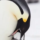 Emperor penguin feeding a chick in Antarctica.