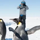 Photographer observing penguins in Antarctica.