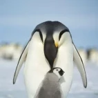 Emperor penguin preening a chick.
