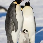 A pair of emperor penguins with chick.