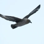 Skua in flight.