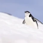 Chinstrap penguin in Antarctica.