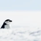 Chinstrap penguin in Antarctica.