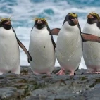 Four macaroni penguins in Antarctica.