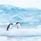 A pair of gentoo penguins in Antarctica.
