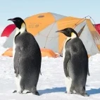 A pair of emperor penguins by the Gould Bay camp, Antarctica.