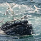 Humpback whale bubblenet feeding in Antarctica.