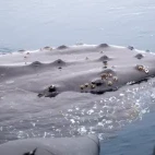 Close up of a humpback whale in Antarctica.