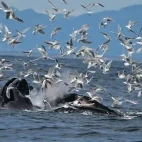 Humpback whale feeding in Antarctica.