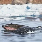 A humpback whale feeding in Antarctica.