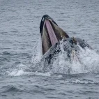 Humpback whale lunge feeding in Antarctica.