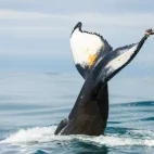 The tail of a humpback whale in Antarctica.