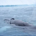 A humpback whale at the surface, in Antarctica.
